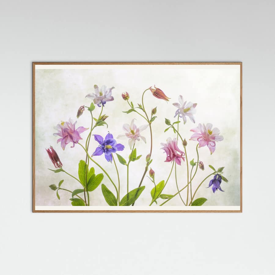 Columbine Poster – poster and art print
