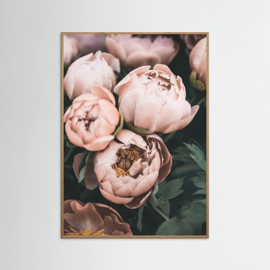 Coral Peonies Poster – poster and art print