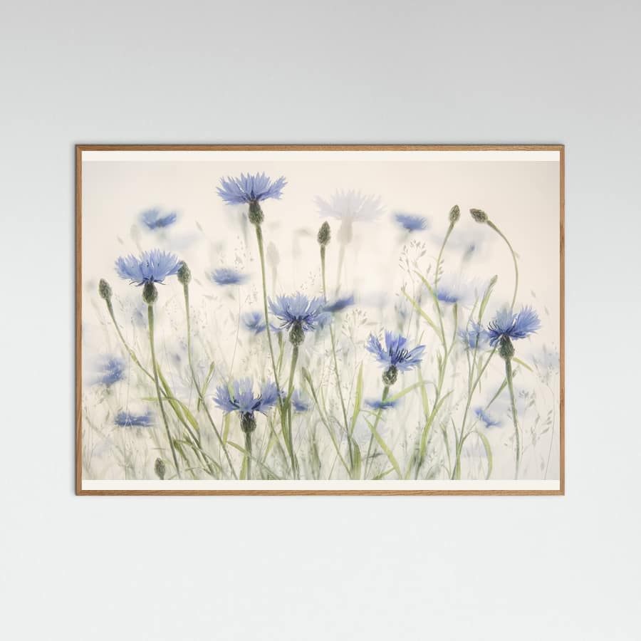 Plakat Cornflowers