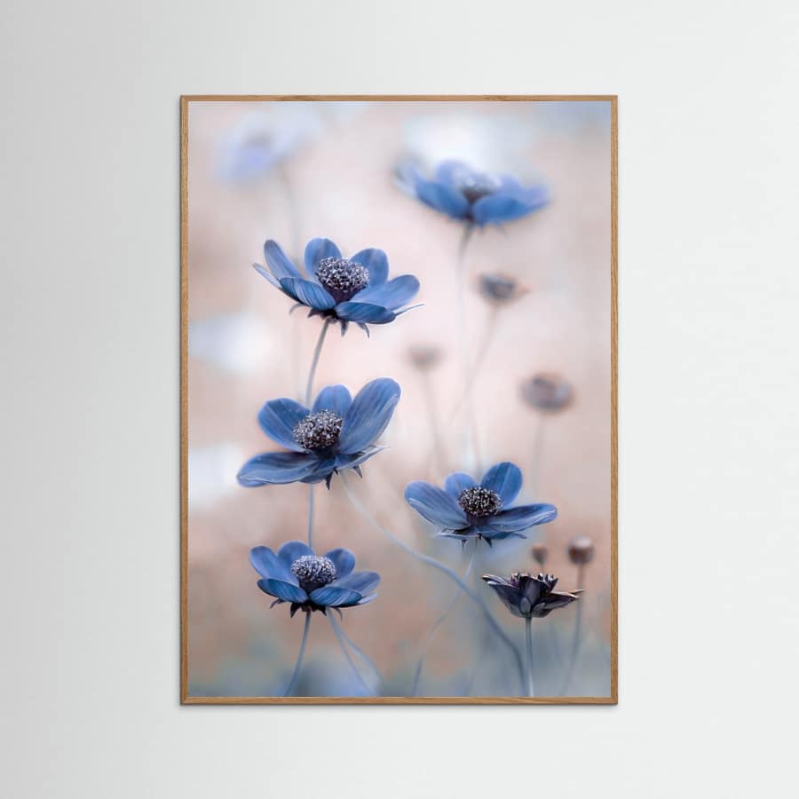 Cosmos blue Poster – poster and art print