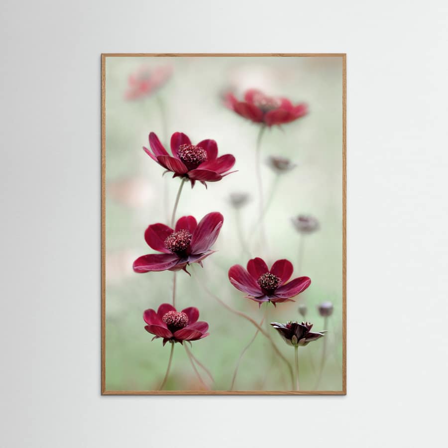 Cosmos sway Poster – poster and art print