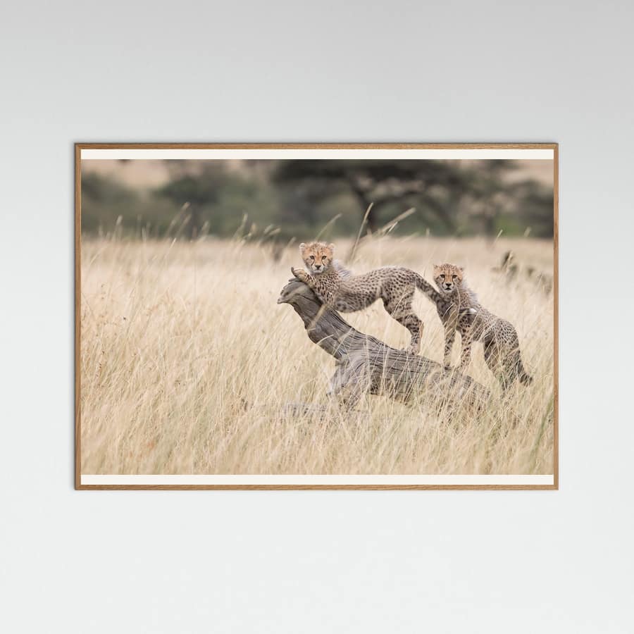 Plakat Curious Kitties – plakat i druk artystyczny