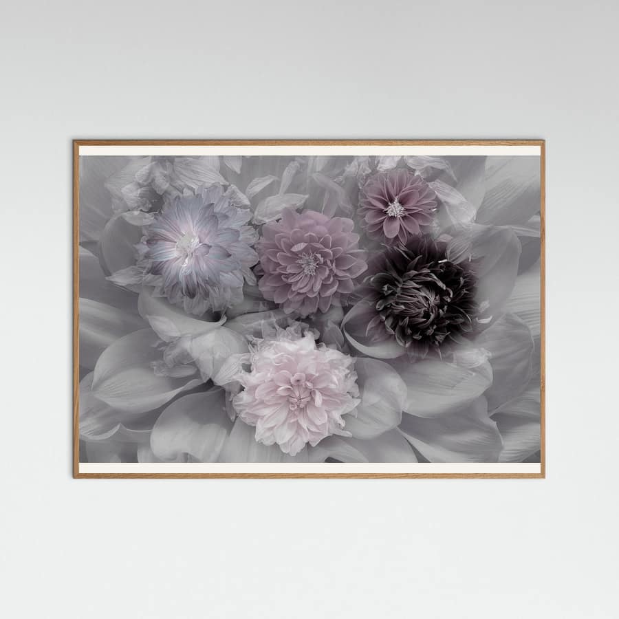 Dahlia dream Poster – plakat og kunsttryk