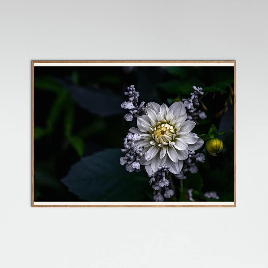 Dahlia flower Poster – poster and art print