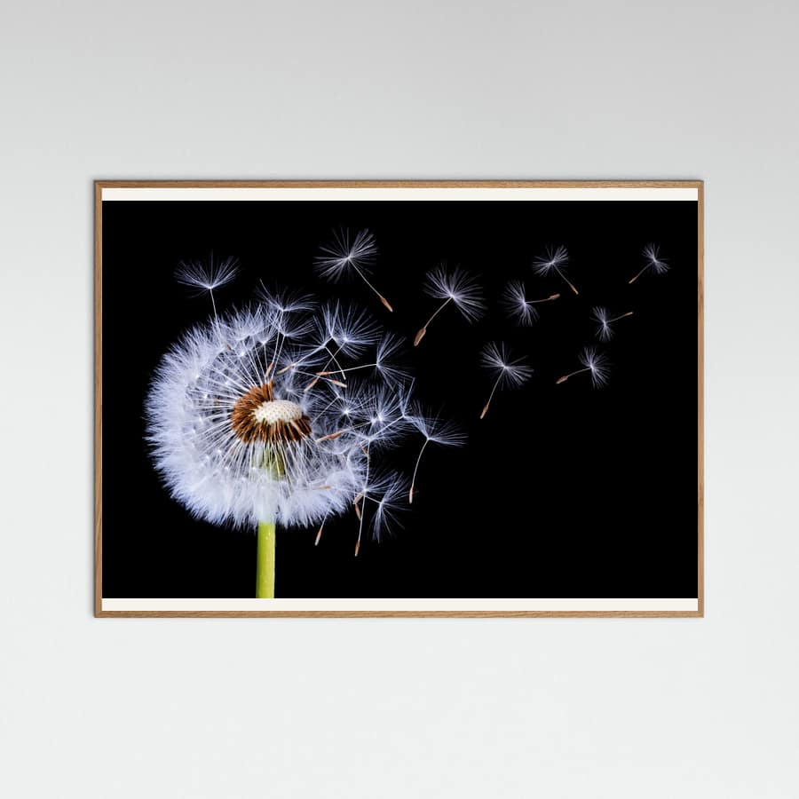 Dandelion Blowing Poster – plakat og kunsttryk