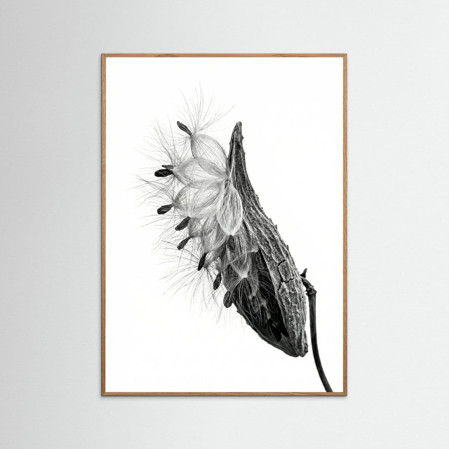 Dandelion Flight
