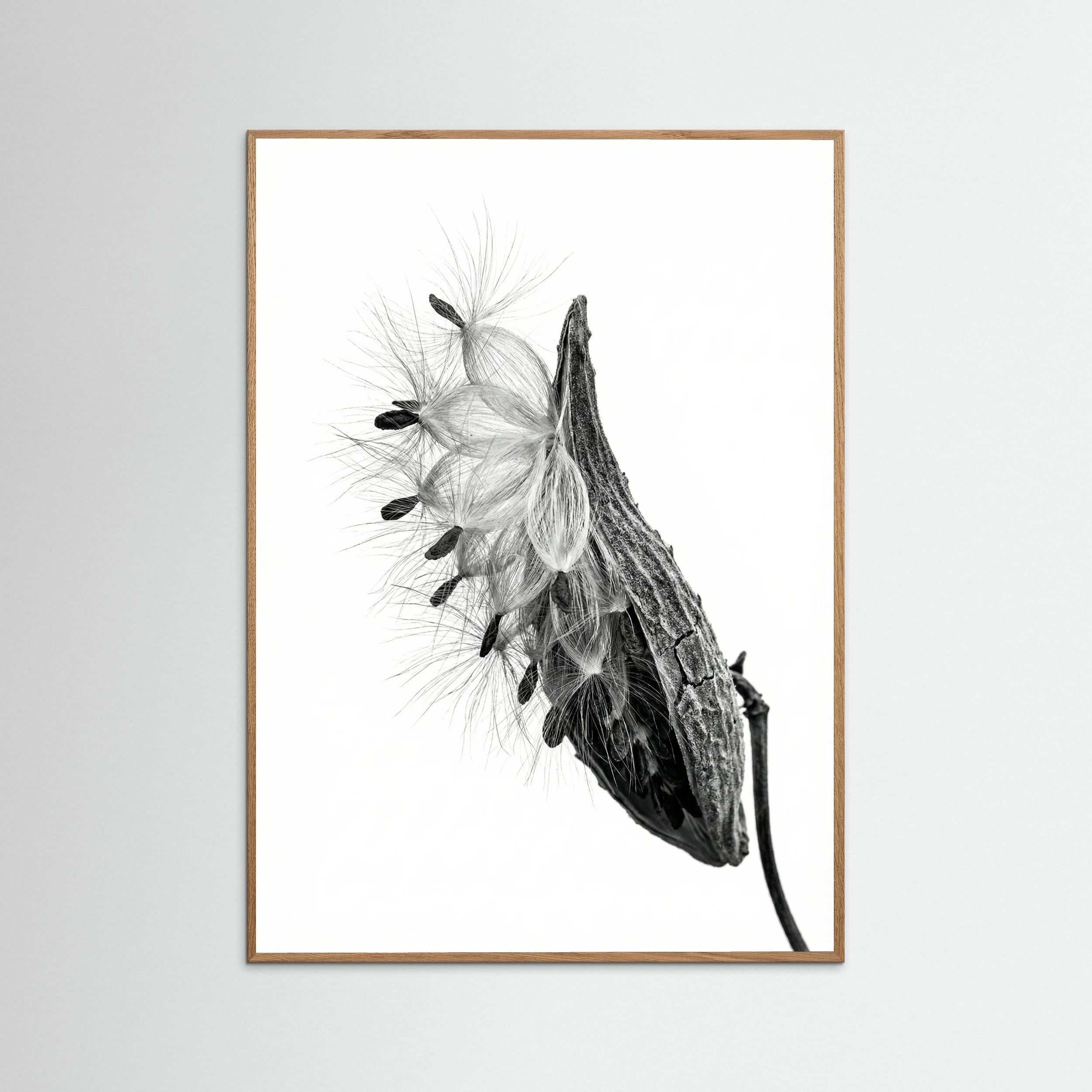 Oak Nature Dandelion Flight