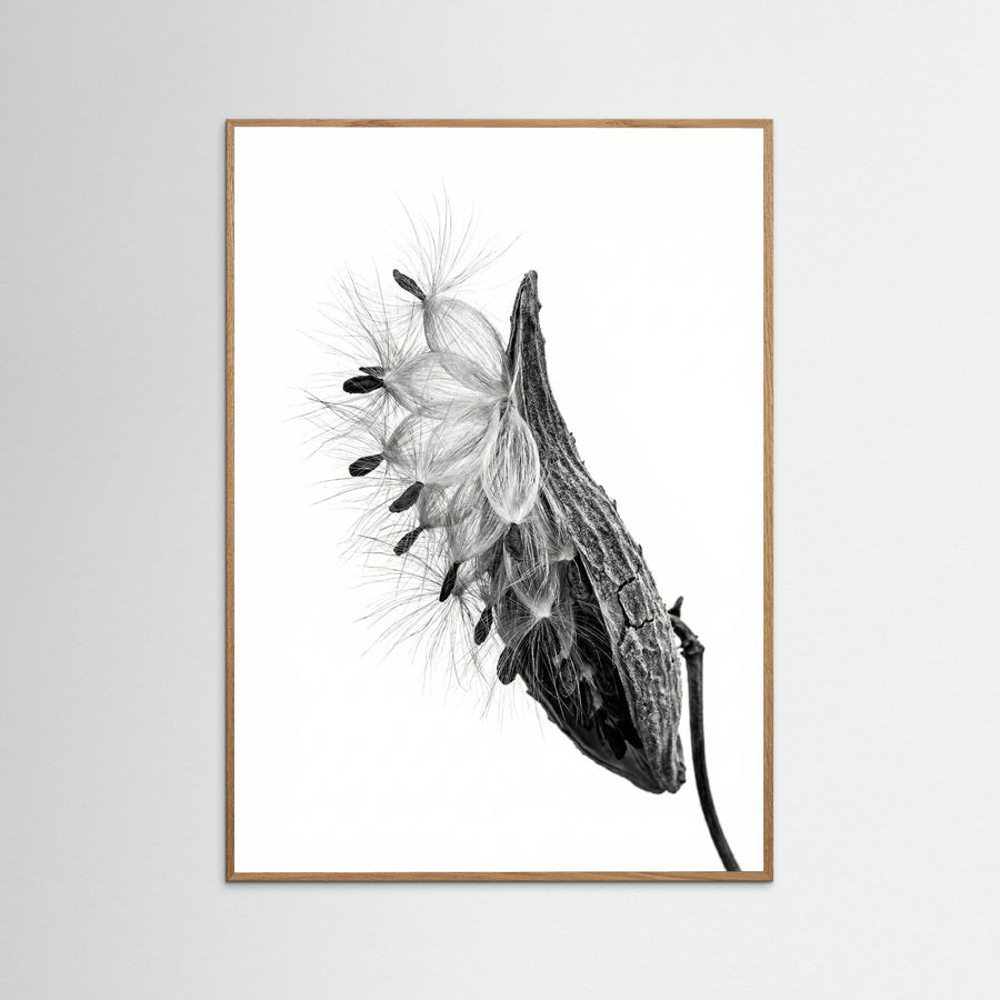 Dandelion Flight