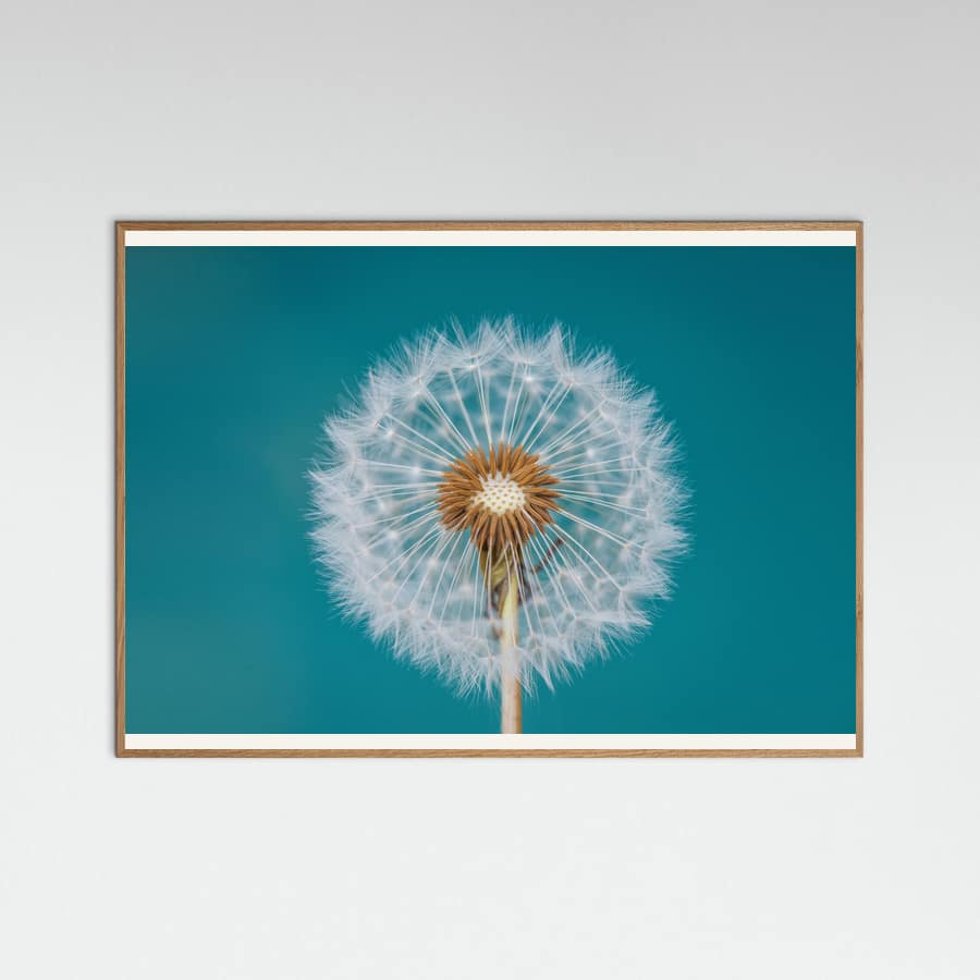 Dandelion Poster