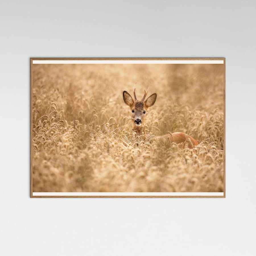 Deer in the field -juliste – juliste ja taidepainatus