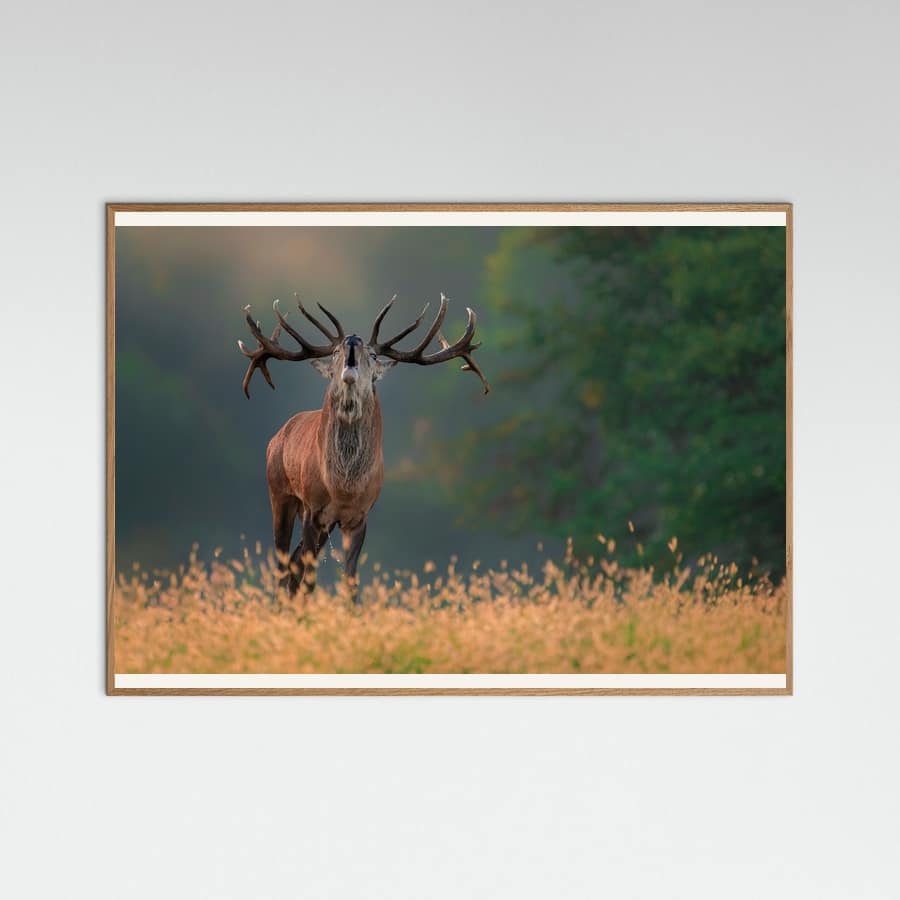 Deer wedding Song -juliste – juliste ja taidepainatus