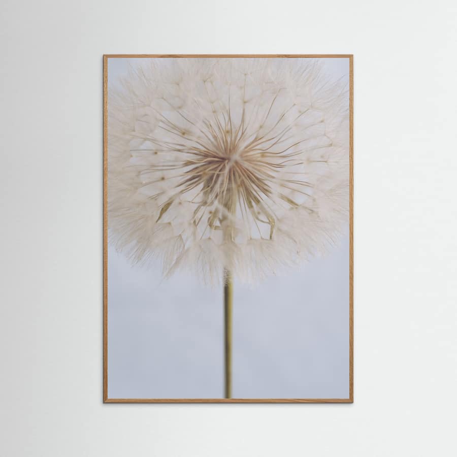 Plakat Delicate Dandelion