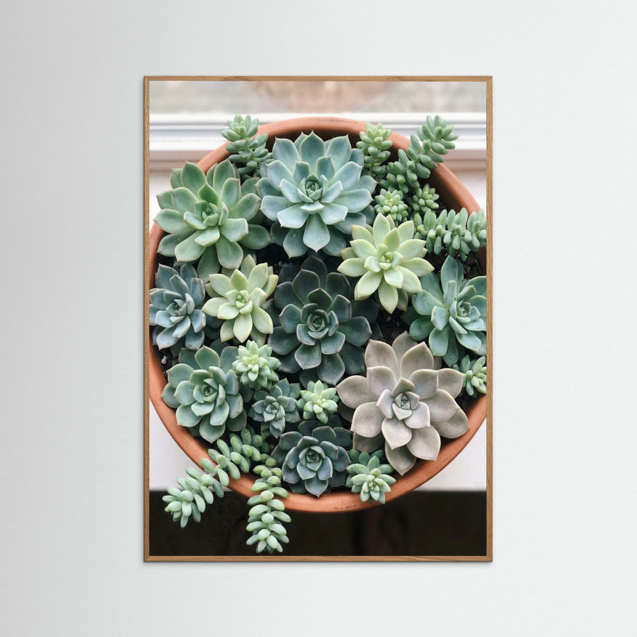 Desert Bloom