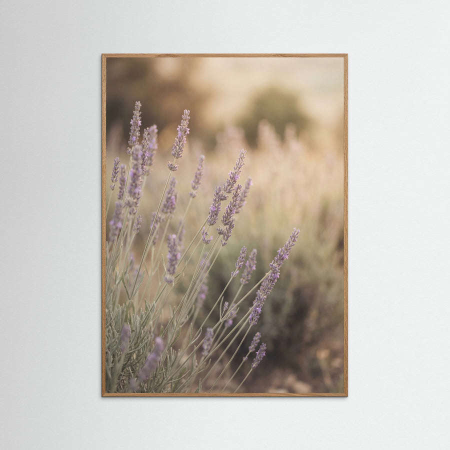 Dreamy Bloom