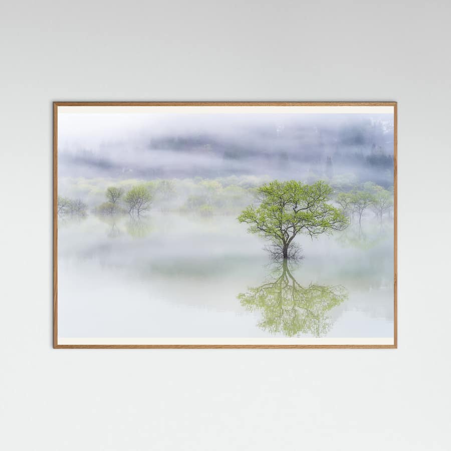 Plakat Dreamy tree