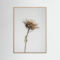 Oak Nature Dried Umbel Study