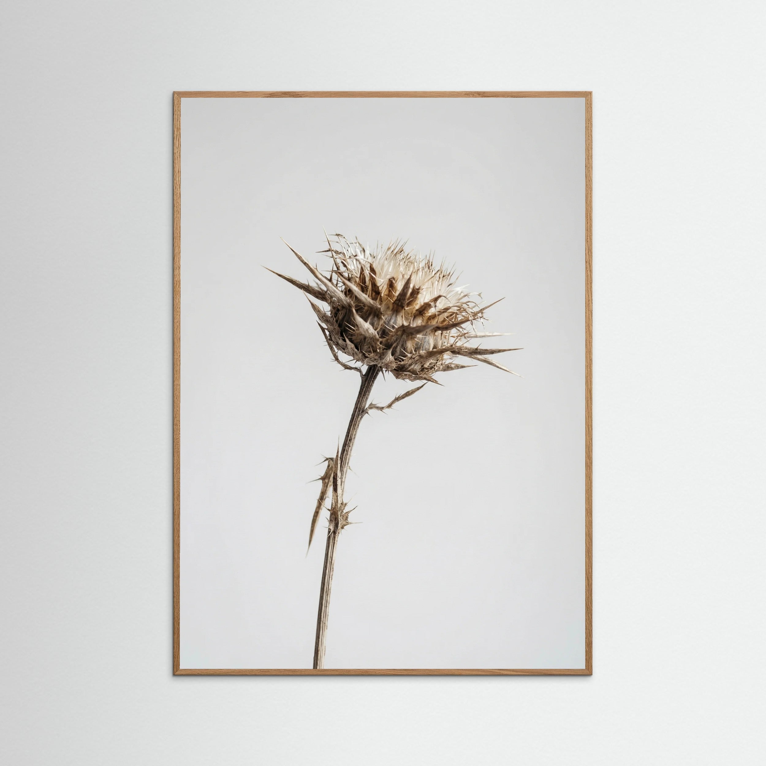 Oak Nature Dried Umbel Study