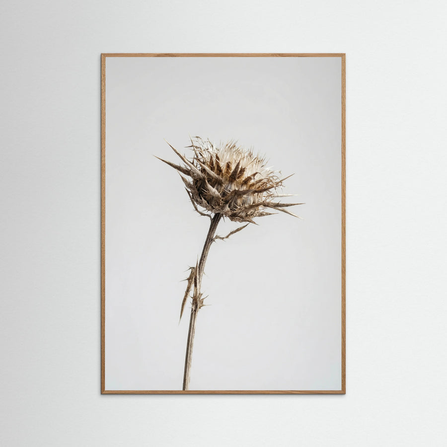 Dried Umbel Study