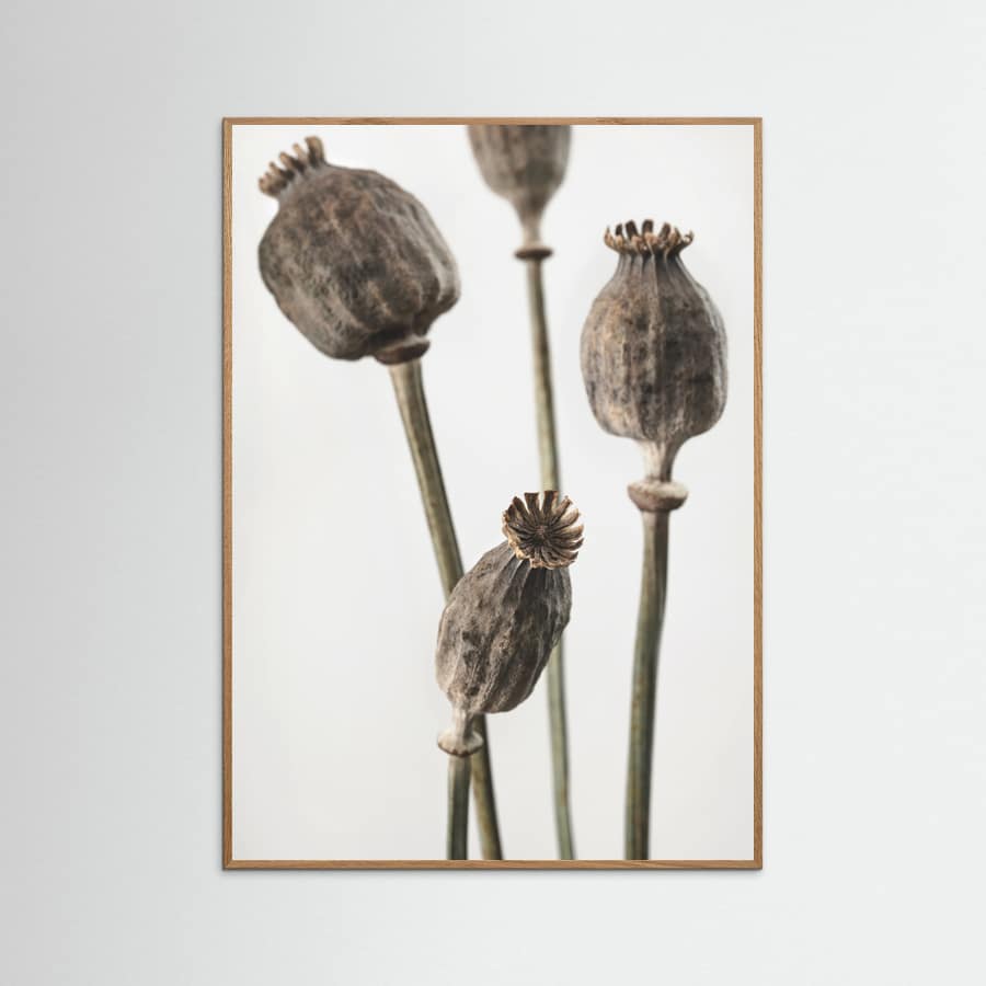 Póster Dried_006
