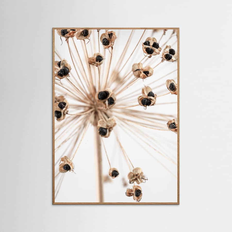 Póster Dried_007 – póster e impresión artística