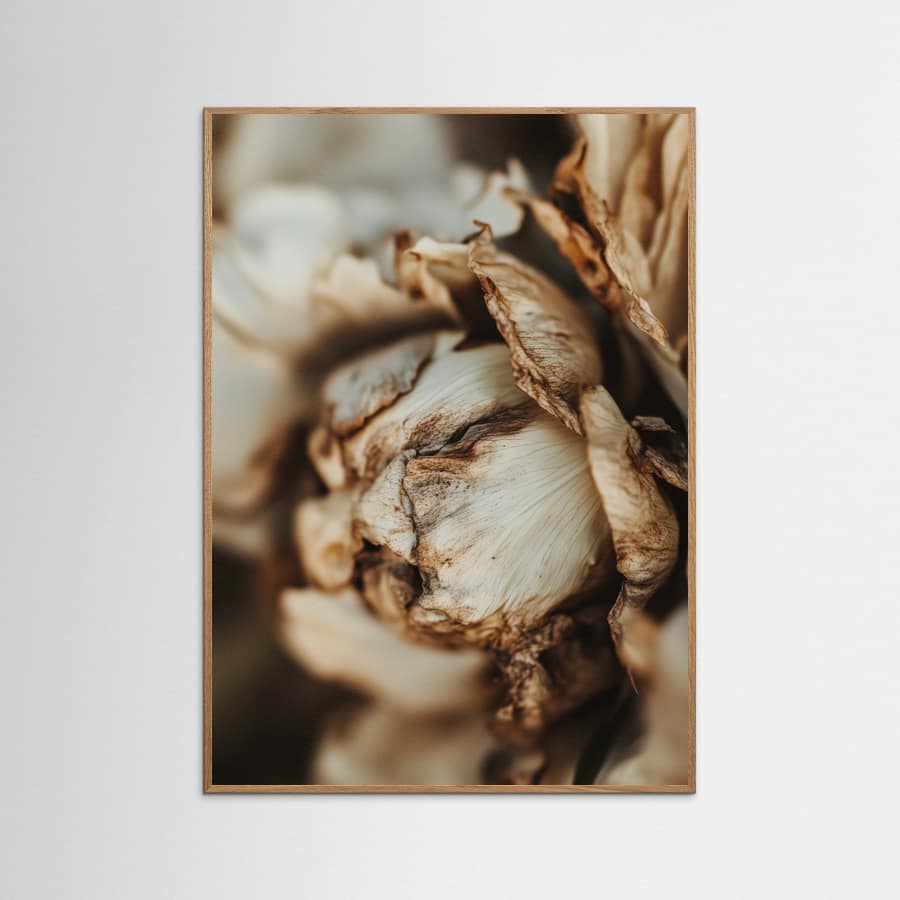 Dry peony Poster