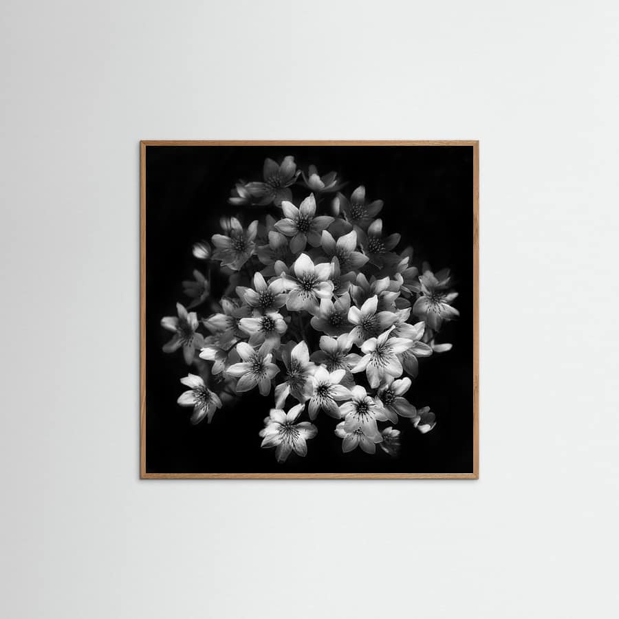 Early Sensation Poster – poster and art print