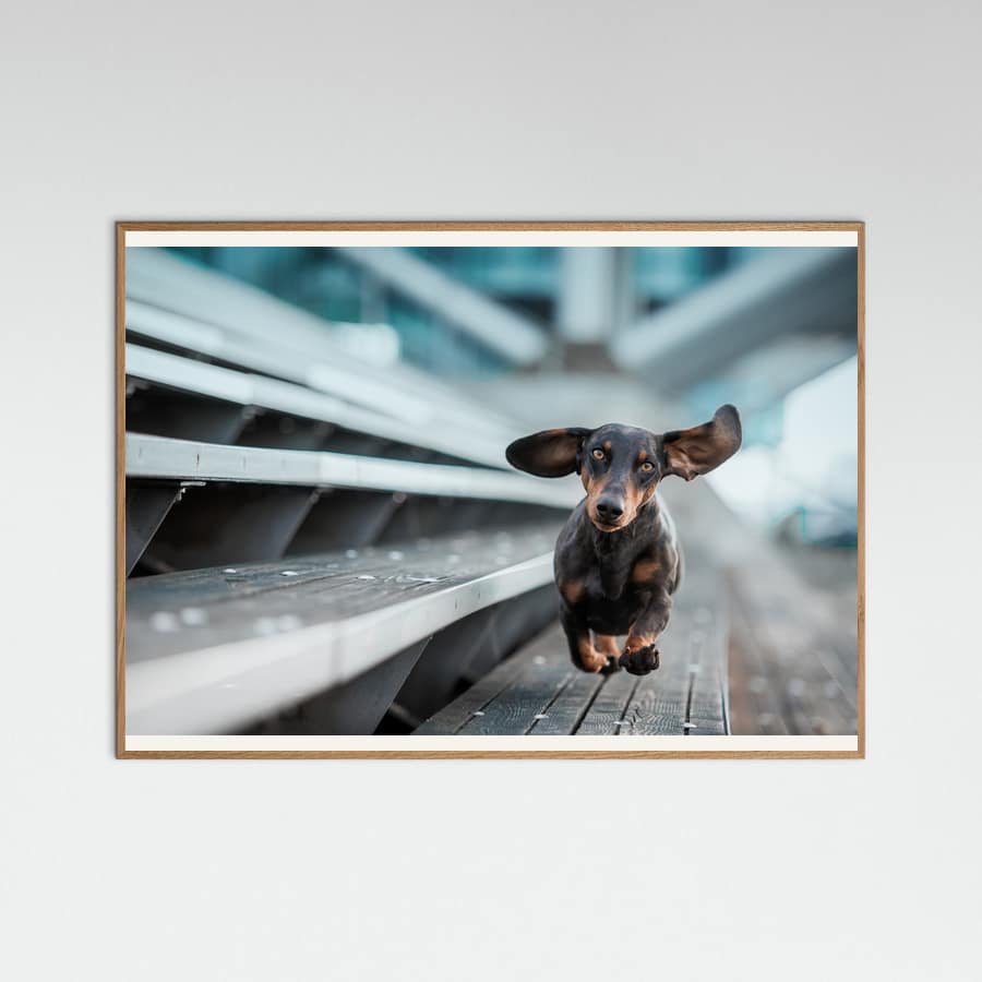 Plakat Ein kleiner Hund läuft durch die Welt.... – plakat i druk artystyczny