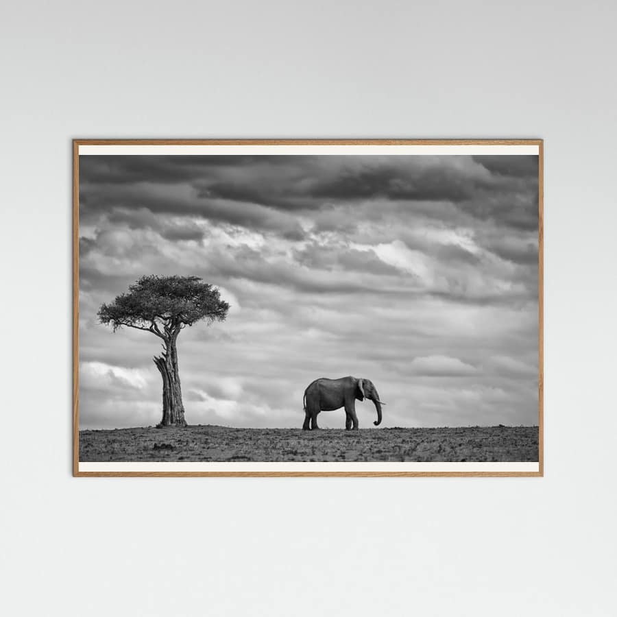 Póster Elephant Landscape