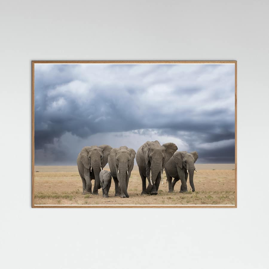 Elephant Walk -juliste