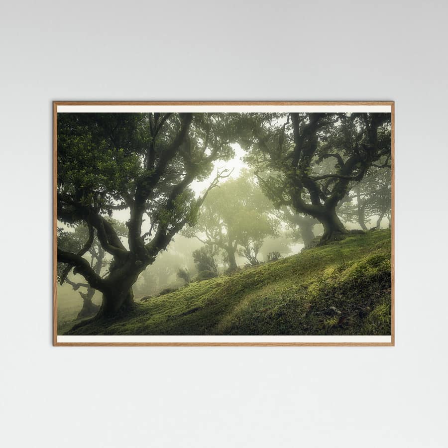 Enchanted Forest -juliste – juliste ja taidepainatus