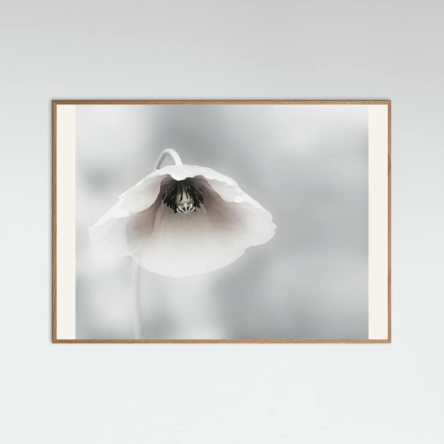 Affiche Ephemeral Beauty – affiche et impression d’art