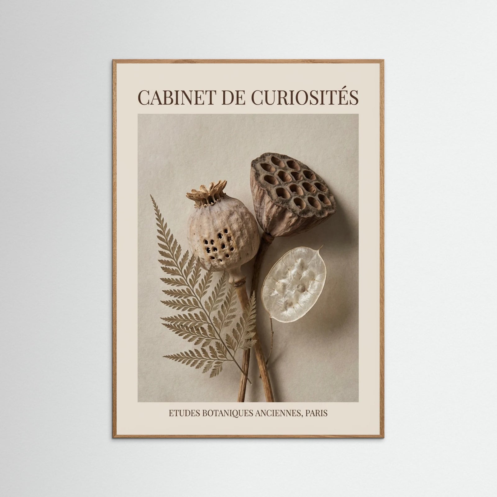 Oak Nature Ephemeral Botany