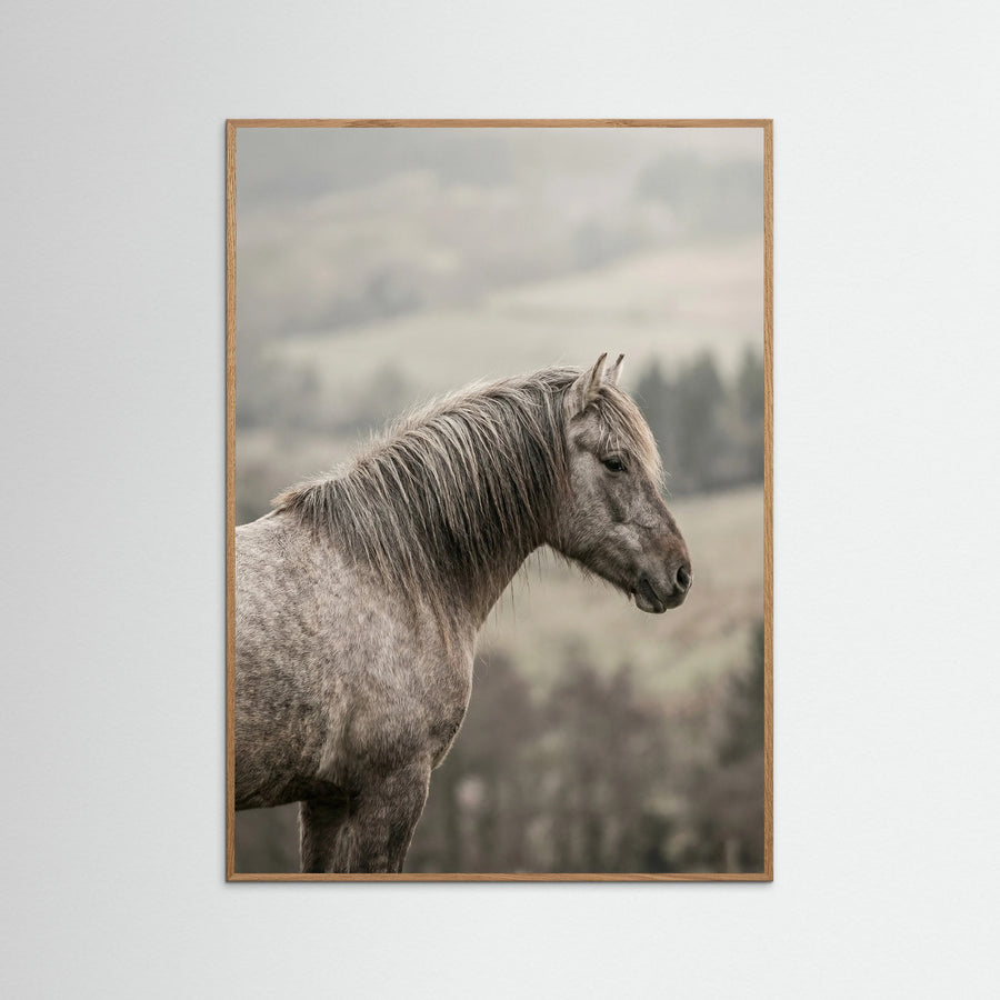 Equine Companions