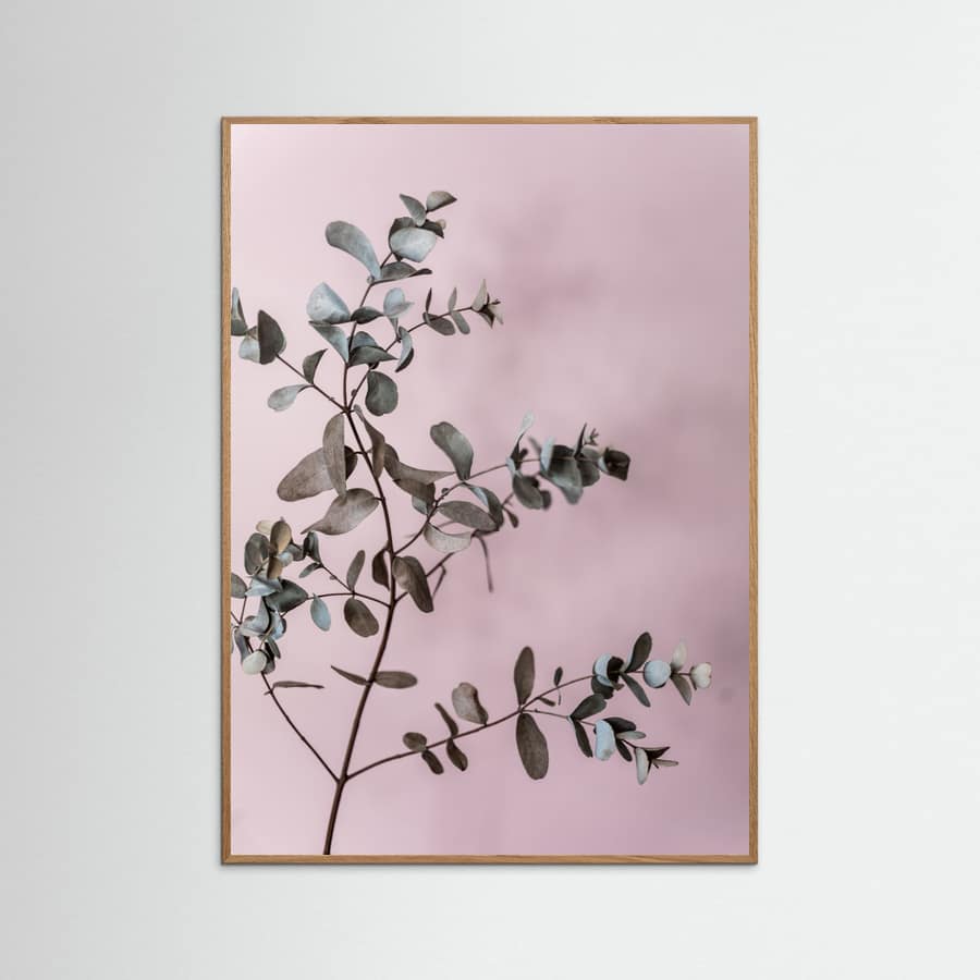 Eucalyptus 12 Poster