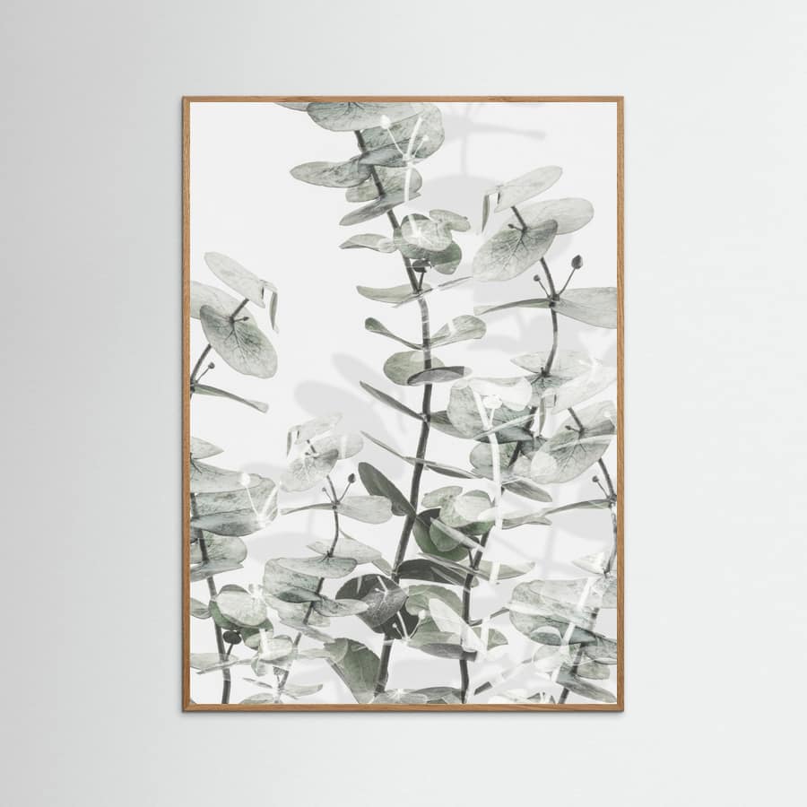 Eucalyptus_001 Poster – poster and art print