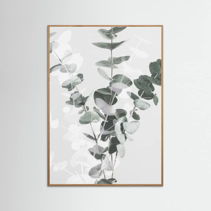Eucalyptus_002 Poster