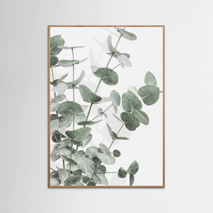 Eucalyptus_003 Poster