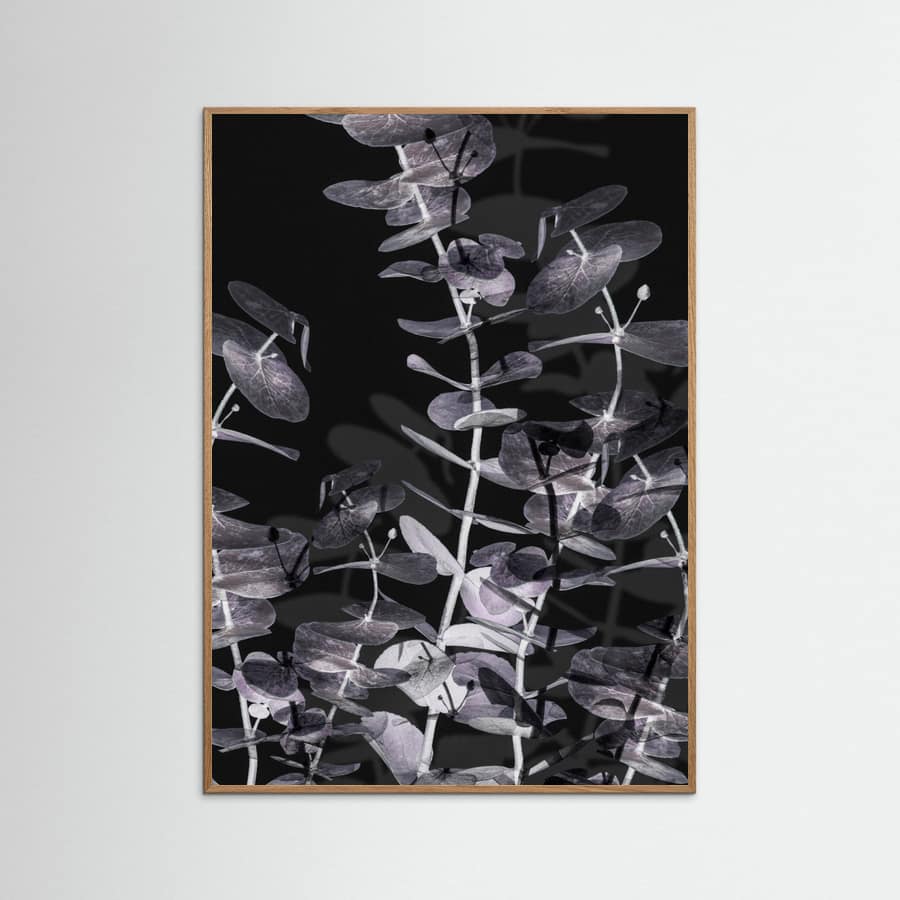 Plakat Eucalyptus_Negative_002
