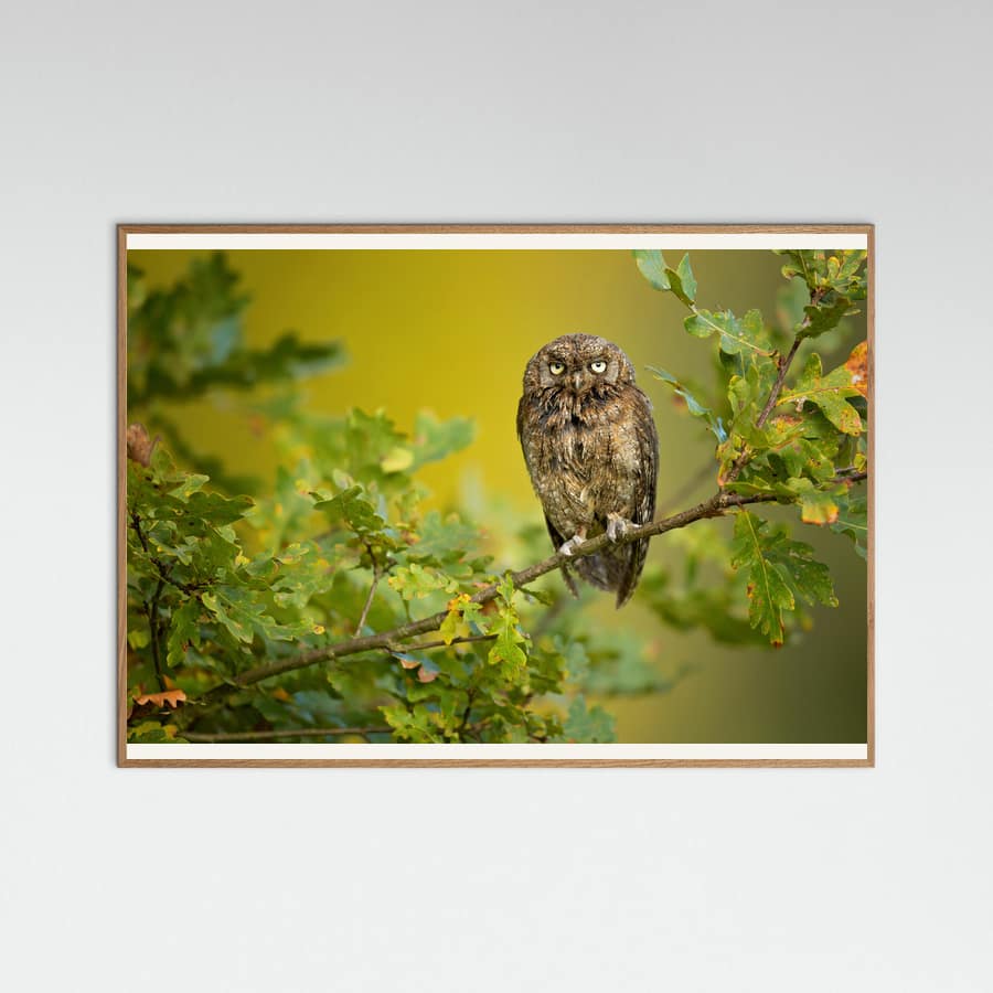 Plakat Eurasian Scops Owl – plakat i druk artystyczny