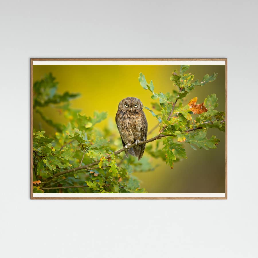 Plakat Eurasian Scops Owl – plakat i druk artystyczny
