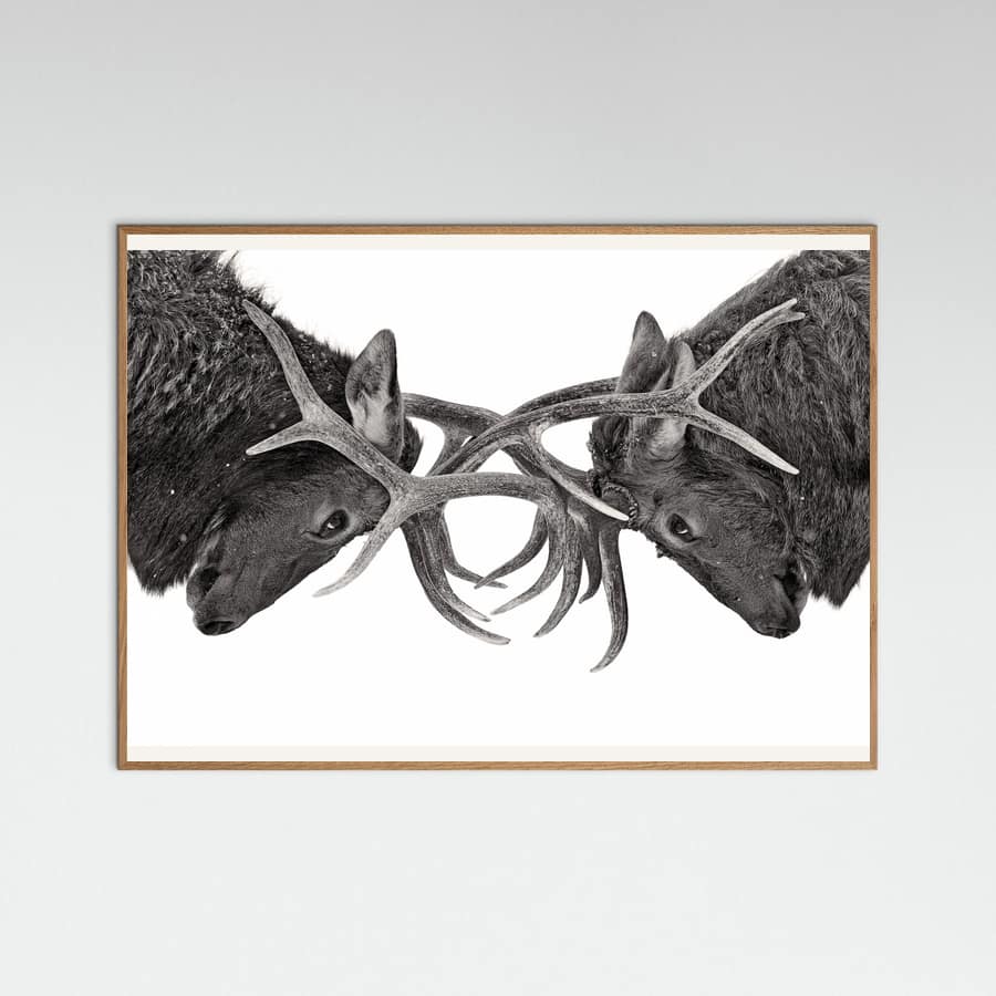 Eye to Eye - Elk fight Poster