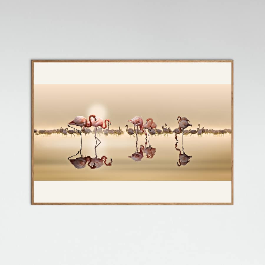 Poster FLAMINGOS