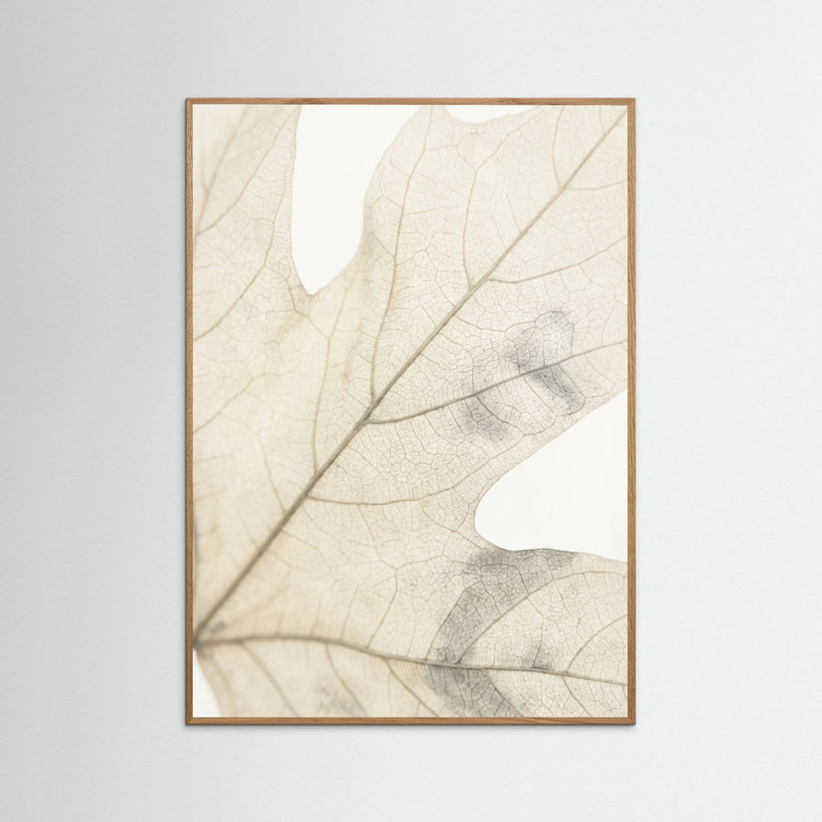 Faded Petals