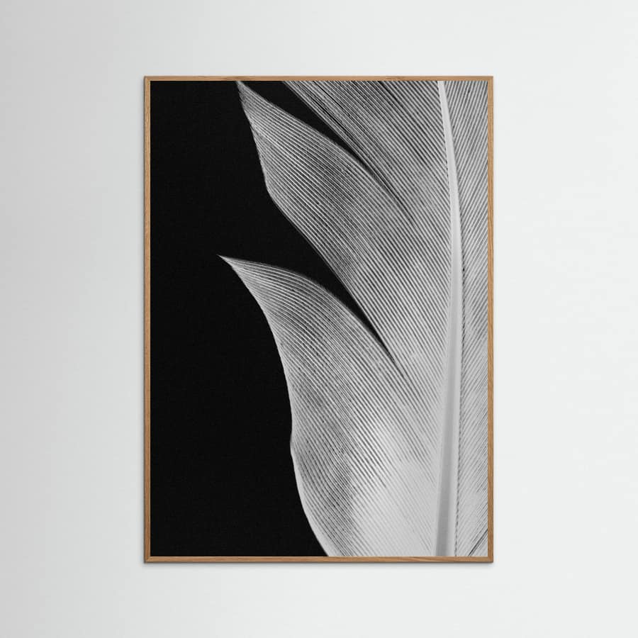 Feather_005 Poster – Poster und Kunstdruck