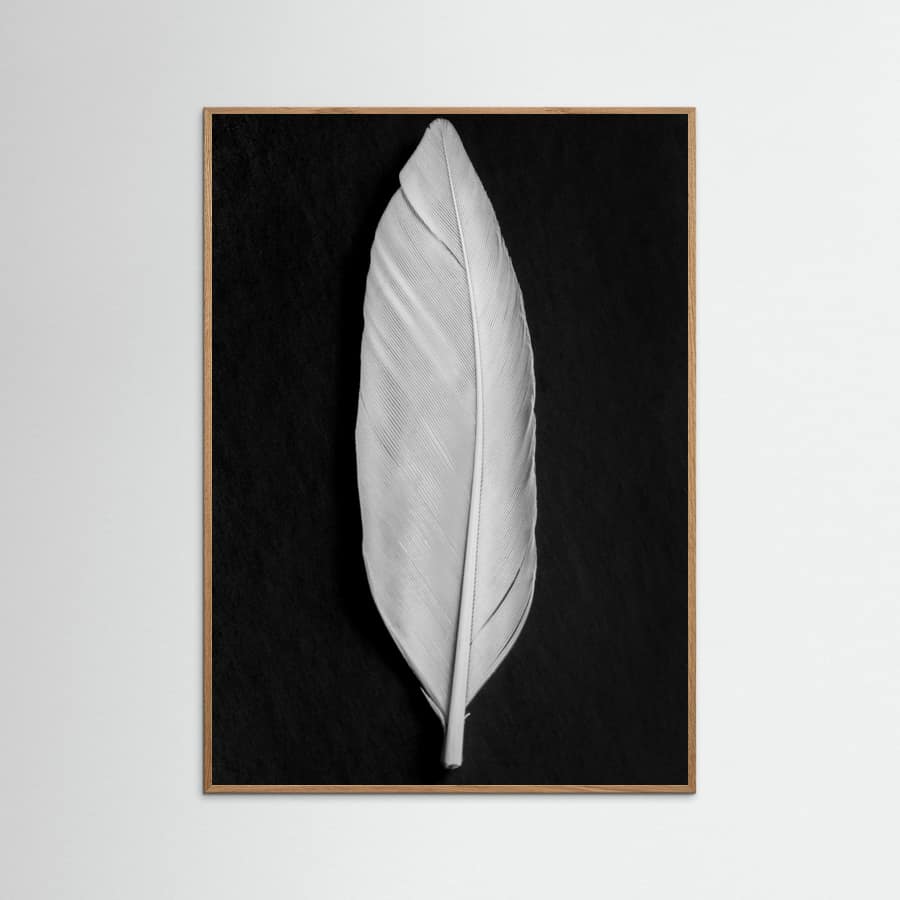 Feather_008 Poster – plakat og kunsttryk