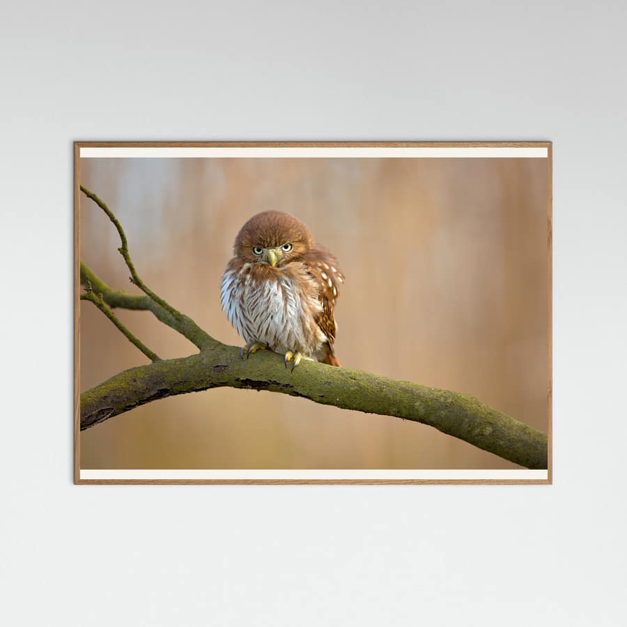 Plakat Ferruginous pygmy owl – plakat i druk artystyczny