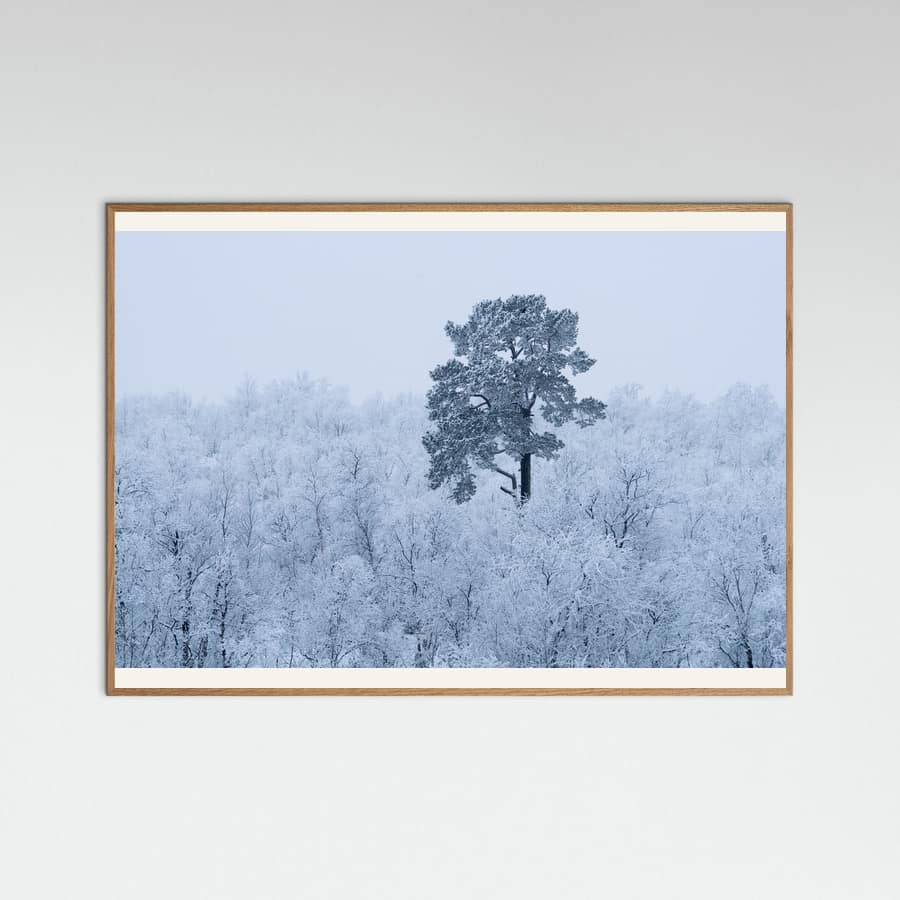 First snow -juliste – juliste ja taidepainatus