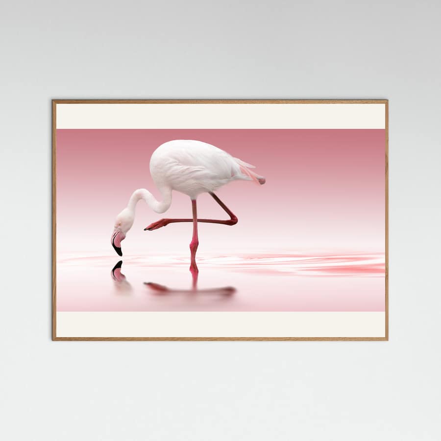 Poster Flamingo
