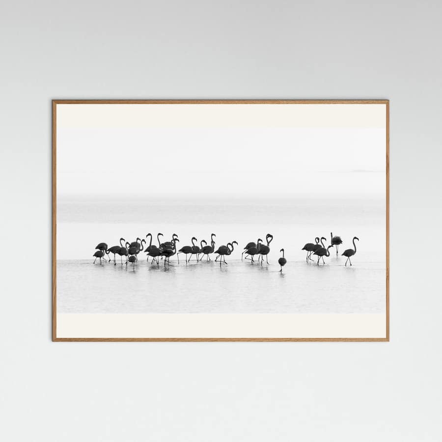 Plakat Flamingos
