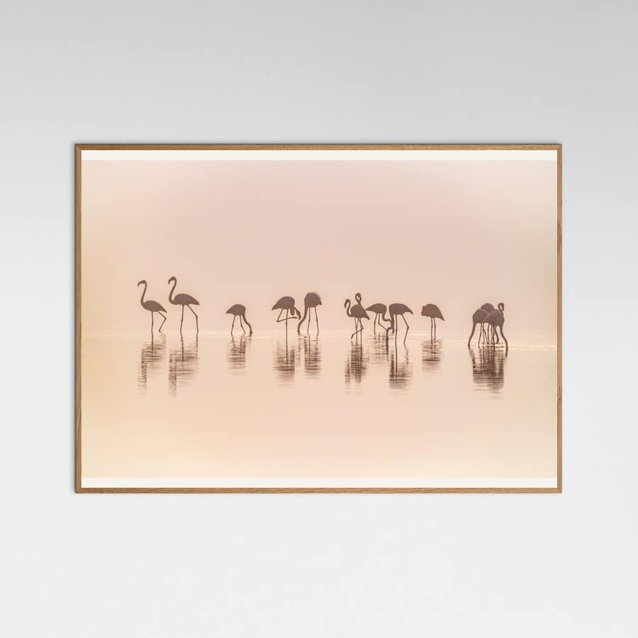 Flamingos in the mist -juliste